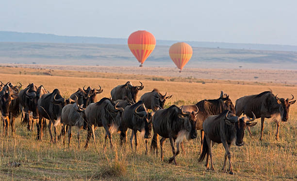 Balloon Safari In Masai Mara